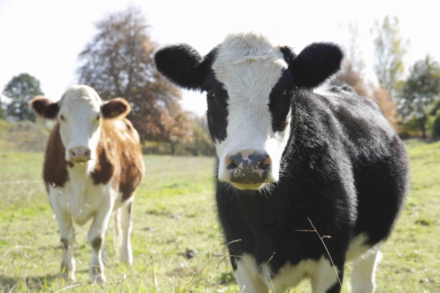 Somersal B&B & Wedding Venue