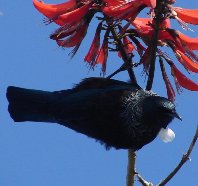 The Retreat Bay of Islands