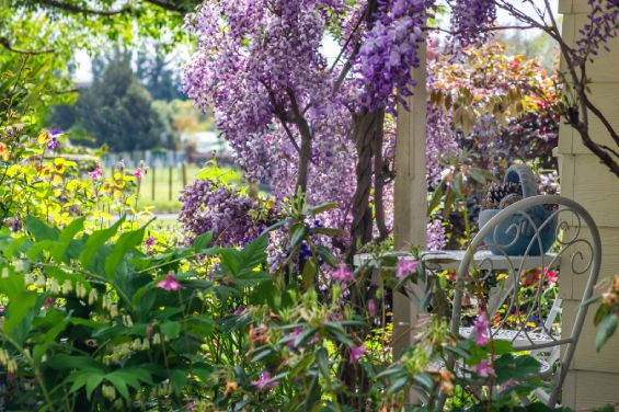 The Olive Rabbit Boutique B&B