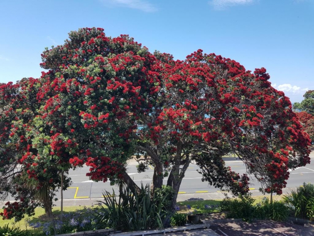 Whangaparaoa Lodge