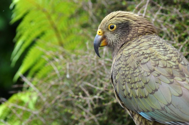 Rainforest Retreat and Holiday Park 