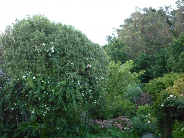 Cobden Garden B&B 